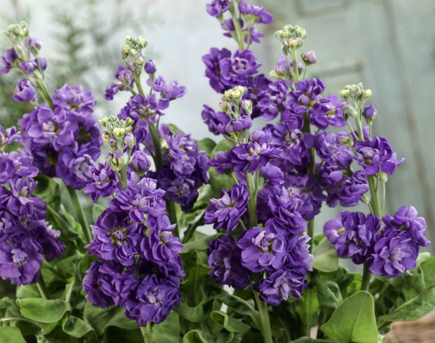 50 Wild Blue Iris Flower Seeds – New Hill Farms