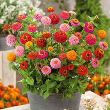 Load image into Gallery viewer, 100 Dwarf Zinnia "Thumbelina" Flower Seeds