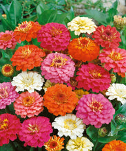 Load image into Gallery viewer, 100 Dwarf Zinnia "Thumbelina" Flower Seeds