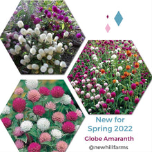 Load image into Gallery viewer, 50 Globe Amaranth Mixed Color Flower Seeds