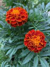 Load image into Gallery viewer, 200 Cherry Red French Marigold Flower Seeds
