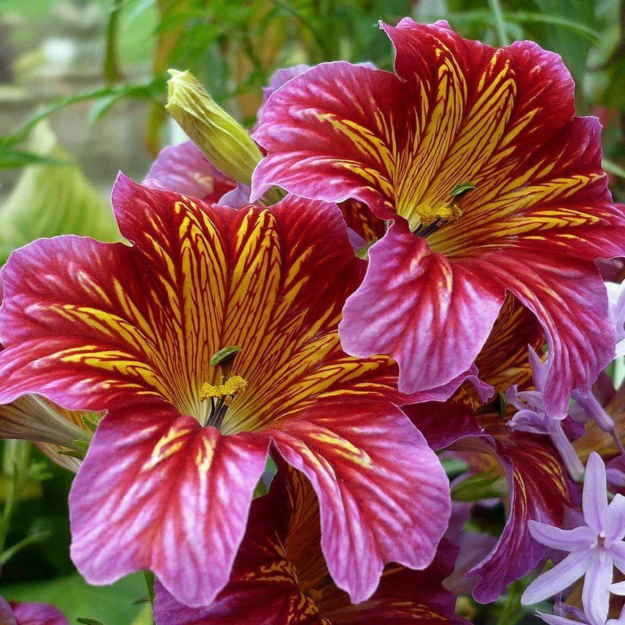 thumbnail image 2 of 200 Mixed Velvet Trumpet Flower Seeds Salpiglossis Sinuata Painted Flowers 2 of 13