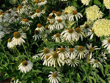 Load image into Gallery viewer, 50 White Coneflower Seeds