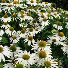 Load image into Gallery viewer, 50 White Coneflower Seeds