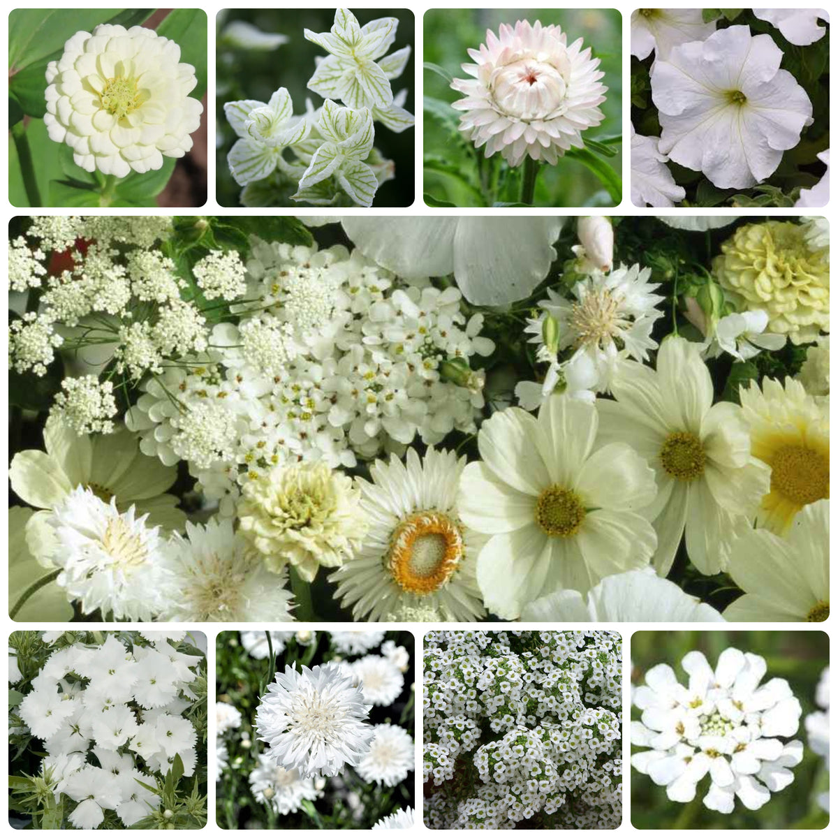 1000+ White Flower Seed Mix New Hill Farms