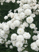Load image into Gallery viewer, 100 White Pearl Yarrow Flower Seeds