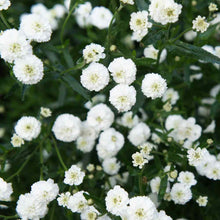 Load image into Gallery viewer, 100 White Pearl Yarrow Flower Seeds