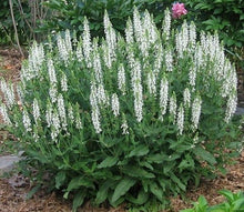 Load image into Gallery viewer, 100 White Perennial Sage / White Salvia Flower Seeds