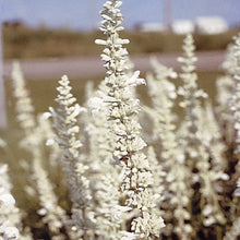 Load image into Gallery viewer, 100 White Perennial Sage / White Salvia Flower Seeds