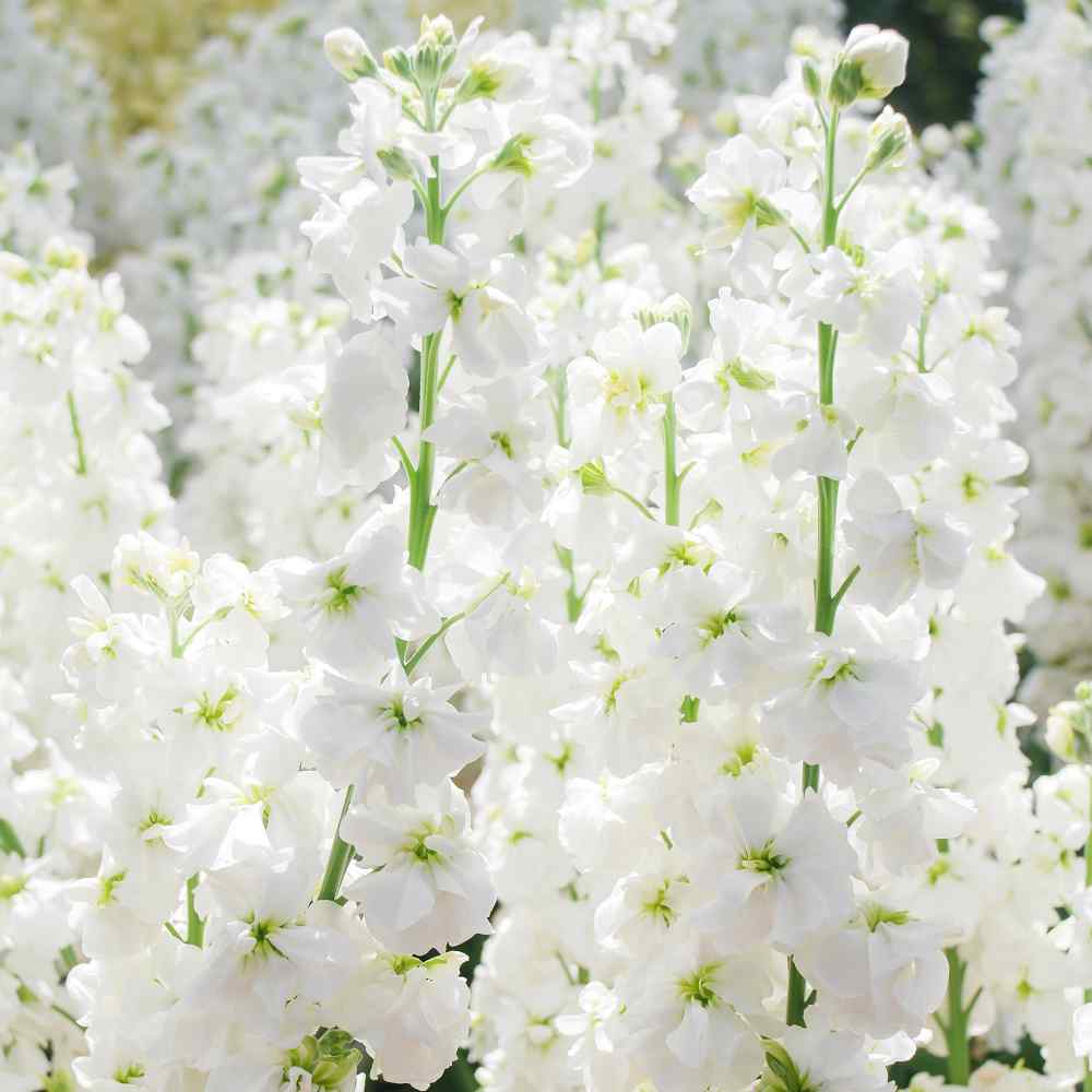 white seed flower 50 White Stock Flower Seeds