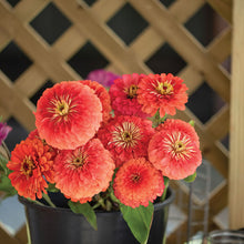 Load image into Gallery viewer, 100 Zinnia &quot;Coral Beauty&quot; Flower Seeds
