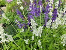 Load image into Gallery viewer, 50 Seascape Mix Sage Salvia Flower Seeds
