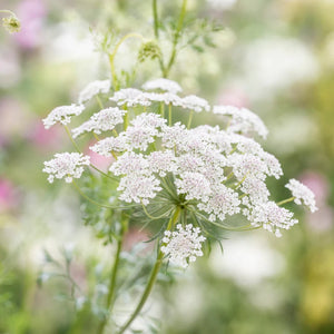 white lace flower seeds 300 White Ammi Queen Anne's Lace Flower Seeds