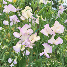 Load image into Gallery viewer, 25 April in Paris Blush Sweet Pea Flower Seeds
