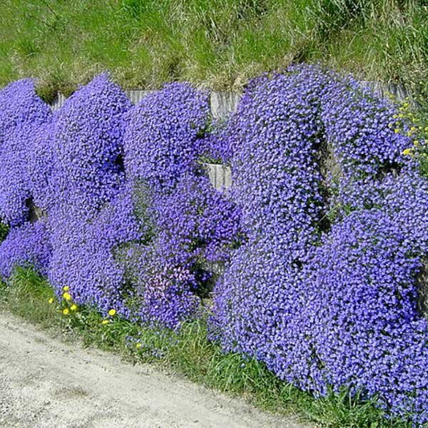planting aubrieta seeds 50 Aubrieta Cascade Blue Flower Seeds