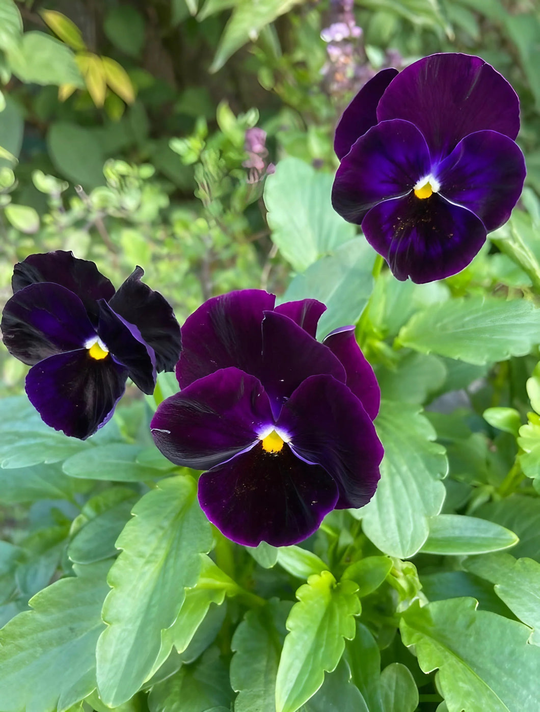 50 Bergwacht Purple Swiss Giants Pansy Flower Seeds