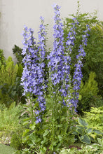 Load image into Gallery viewer, 100 Blue Pyradmidalis Campanula Bell Flower Seeds
