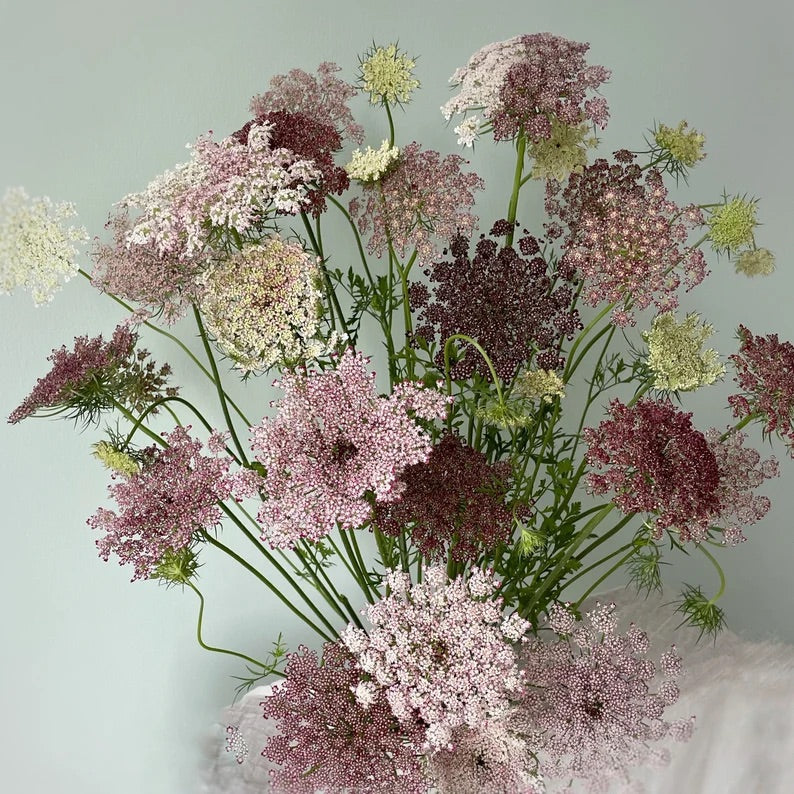 50 Purple Kisses Queen Anne's Lace Flower Seeds