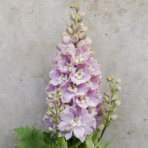 50 Magic Fountains Cherry Blossom Delphinium Flower Seeds