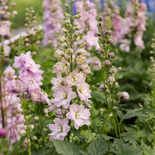 Load image into Gallery viewer, 50 Magic Fountains Cherry Blossom Delphinium Flower Seeds
