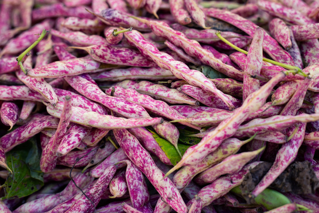 25 Organic Dragons Tongue Bush Bean Vegetable Seeds