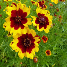 Load image into Gallery viewer, 200 Coreopsis &quot;Plains&quot; Flower Seeds
