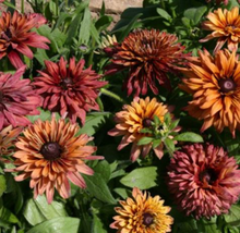 Load image into Gallery viewer, 25 Sahara Rudbeckia Flower Seeds
