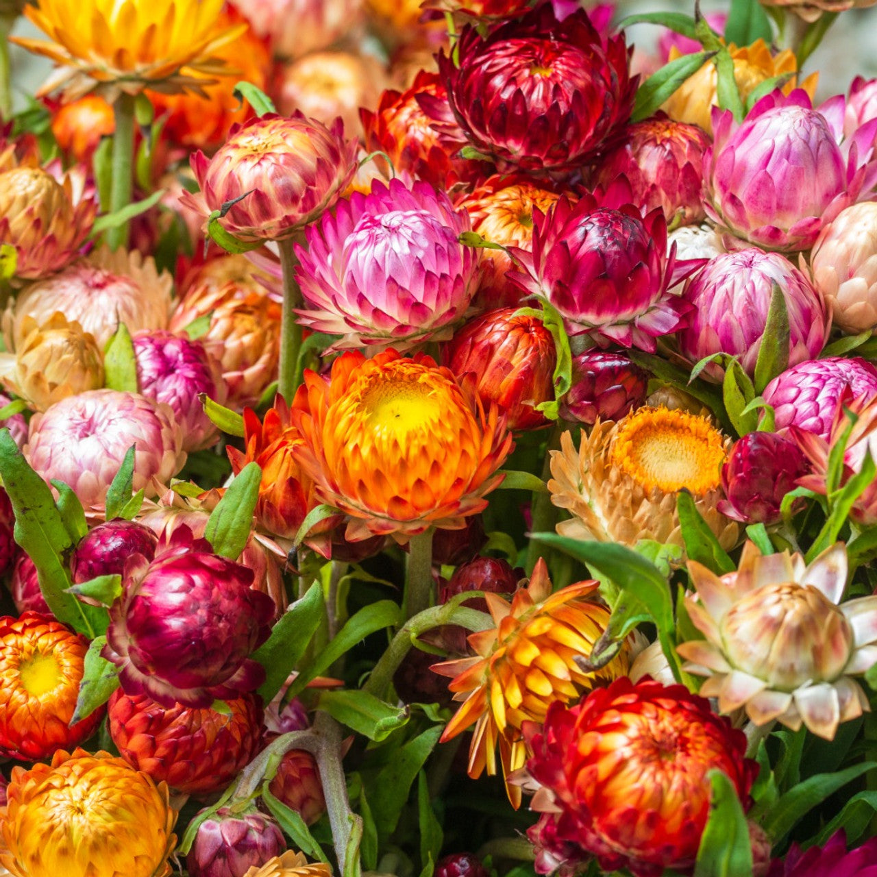 tall flower seeds 300 Tall Mixed Color Strawflower Flower Seeds
