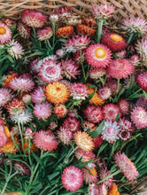 Load image into Gallery viewer, 300 Tall Mixed Color Strawflower Flower Seeds
