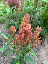 Load image into Gallery viewer, 50 Texas Plume Spun Sugar Celosia Flower Seeds
