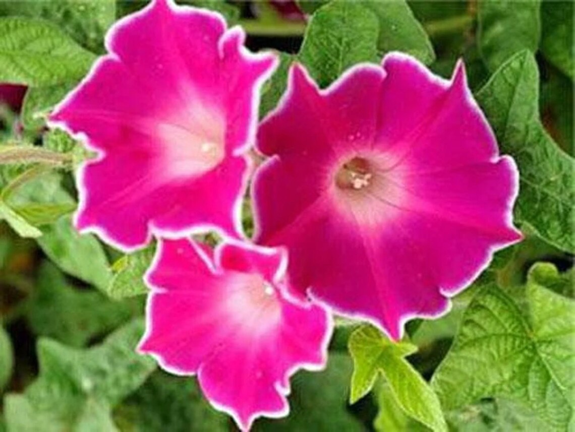 10 Kikyo-Zaki Japanese Morning Glory Flower Seeds – New Hill Farms