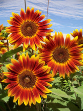 Load image into Gallery viewer, 20 Little Becka Dwarf Sunflower Seeds
