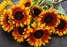 Load image into Gallery viewer, 20 Little Becka Dwarf Sunflower Seeds
