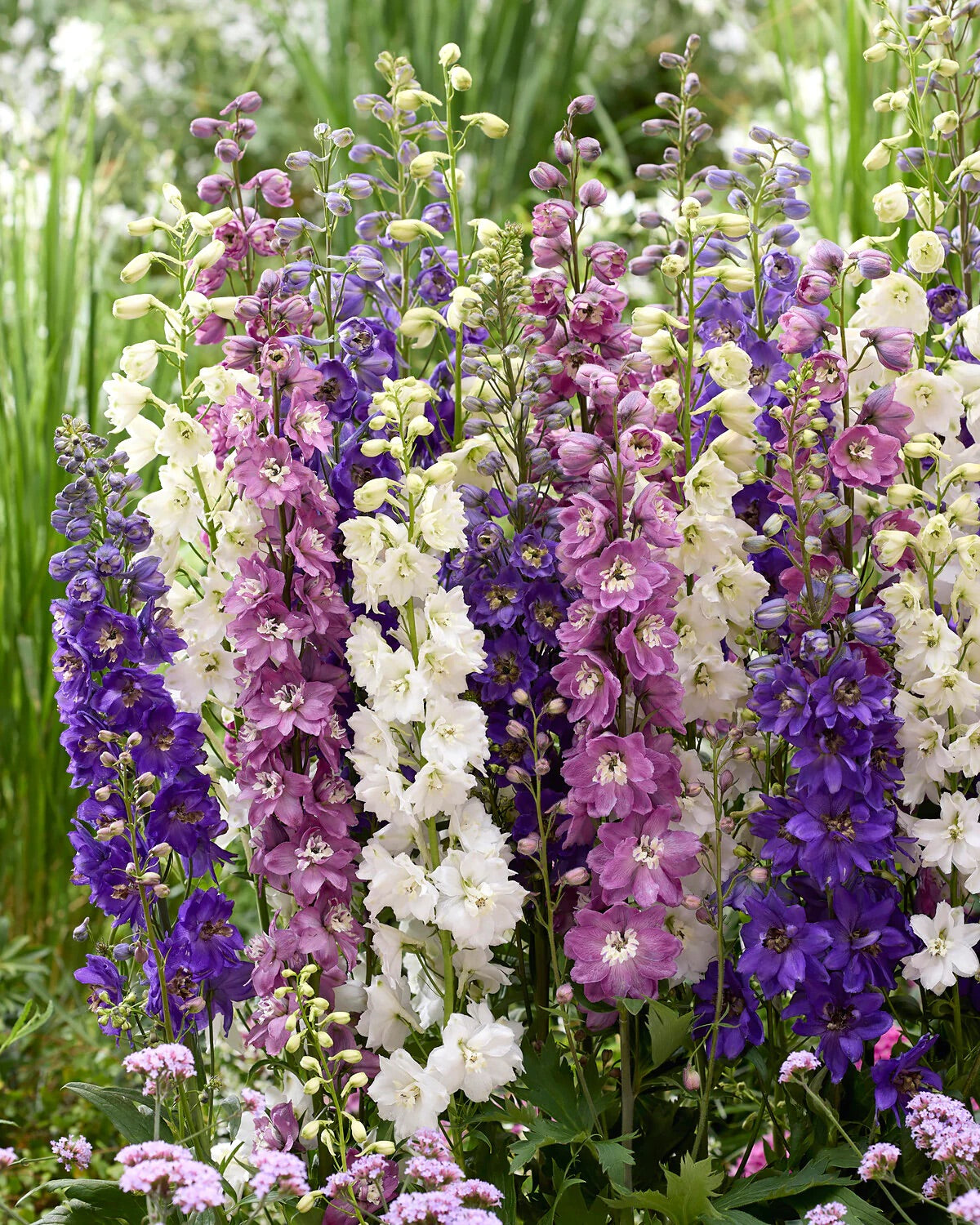 magic flower seeds 50 Magic Fountains Mix Delphinium Flower Seeds – New Hill Farms