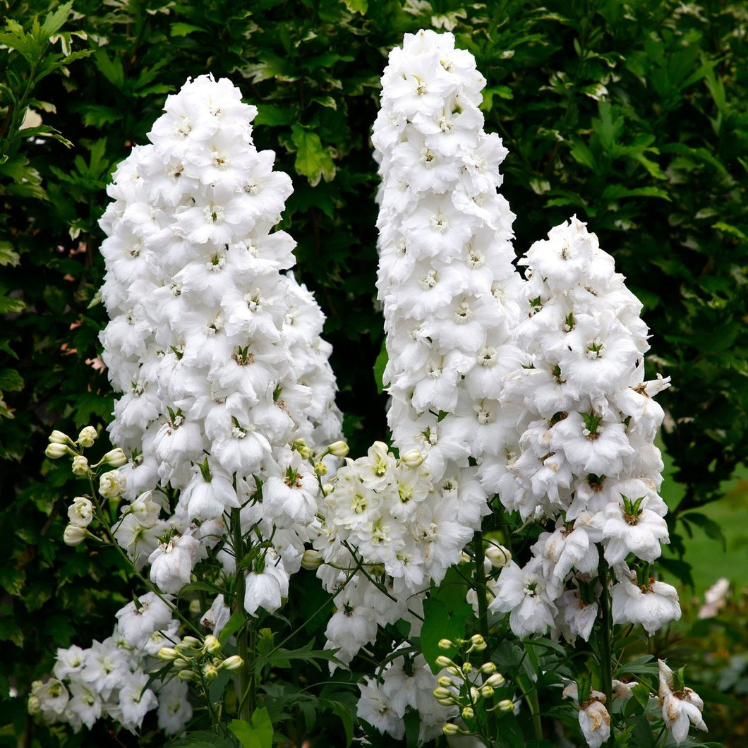 mystical white flower seeds 50 Magic Fountains White Delphinium Flower Seeds – New Hill Farms
