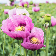 Load image into Gallery viewer, Bulk Pack Afghan Poppy Flower Seeds
