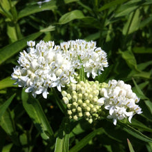 Load image into Gallery viewer, 50 Asclepias Mixed Color Flower Seeds
