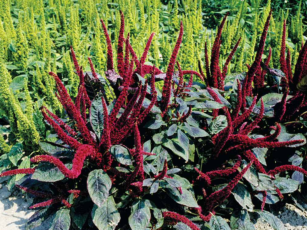 300 Pygmy Torch Dwarf Amaranthus Flower Seeds – New Hill Farms