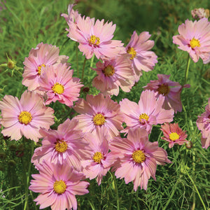 25 Apricot Cosmos Flower Seeds