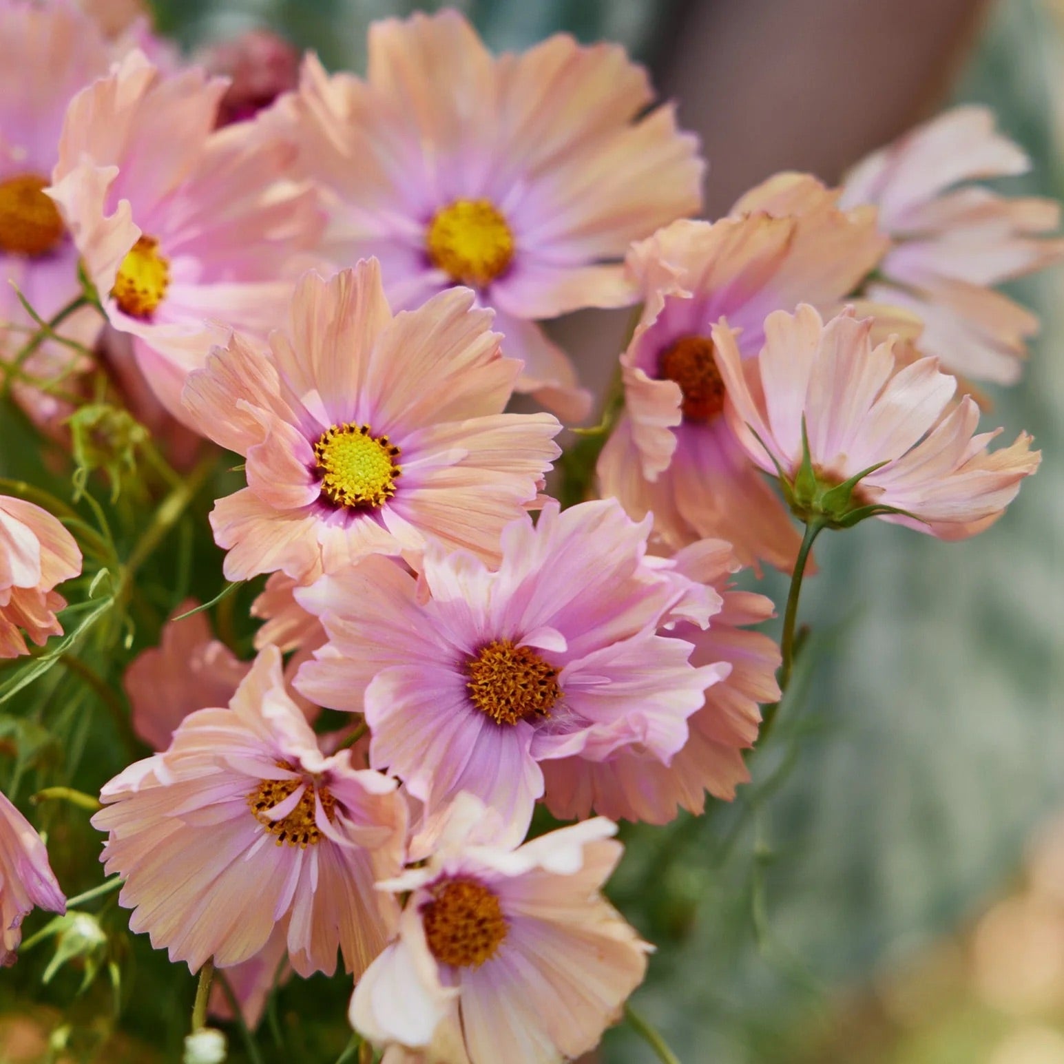 cosmos flower seed 25 Apricot Cosmos Flower Seeds – New Hill Farms
