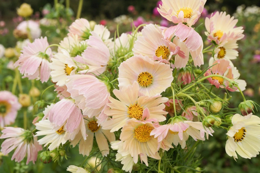 25 Apricot Lemonade Cosmos Flower Seeds