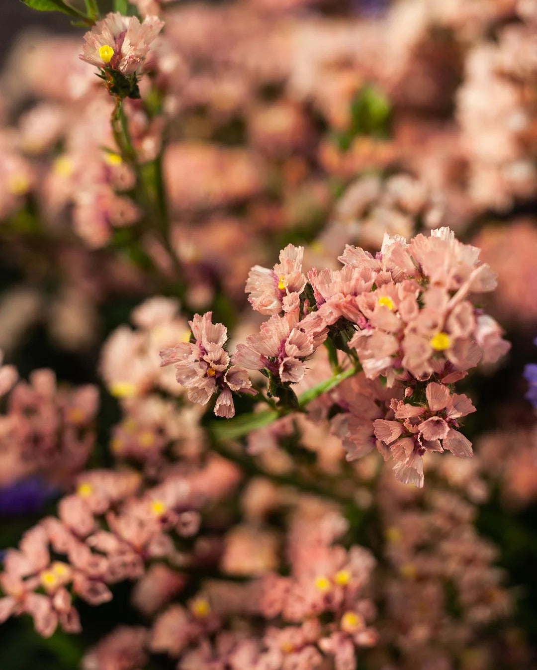 statice flower seeds 50 Apricot Statice Flower Seeds