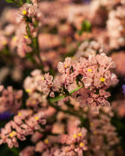 Load image into Gallery viewer, 50 Apricot Statice Flower Seeds
