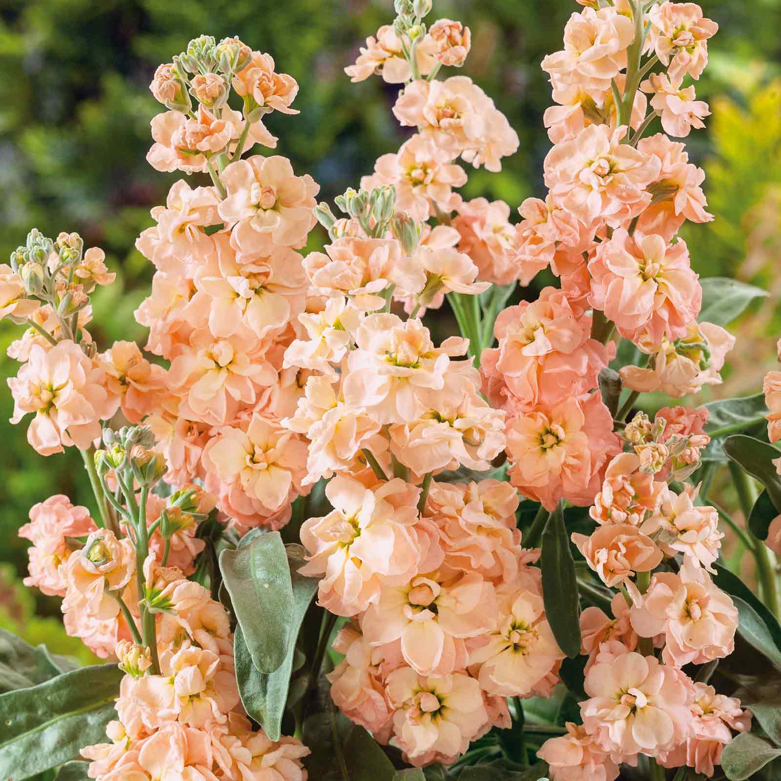 stock flower seed 100 Apricot Stock Flower Seeds