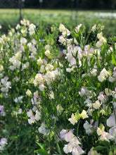 Load image into Gallery viewer, 25 April in Paris Blush Sweet Pea Flower Seeds
