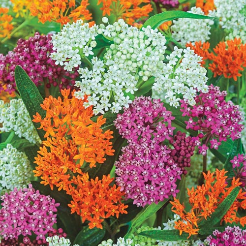backchannel　デザートカモ　CAP　nitraidrealweed Butterfly Milkweed - Asclepias Tuberosa Seeds
