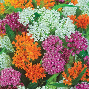 50 Asclepias Mixed Color Flower Seeds