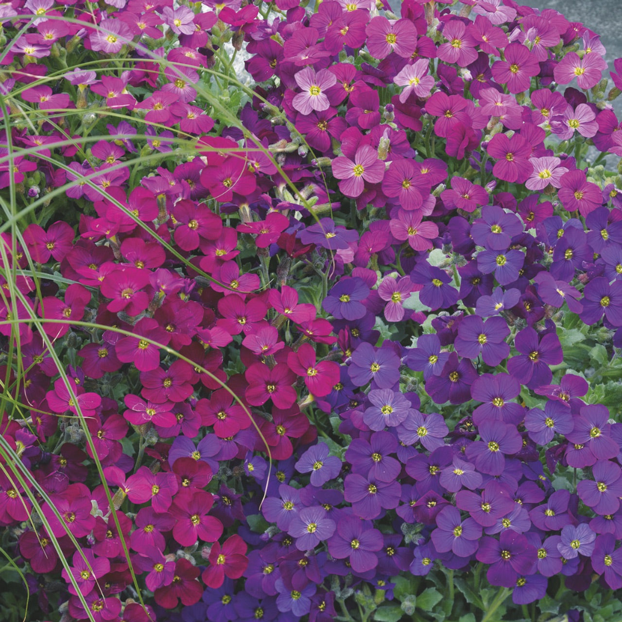 aubrieta cascade purple flower seeds 50 Aubrieta Cascade Mixed Color Flower Seeds