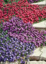 Load image into Gallery viewer, c Flower Seeds
