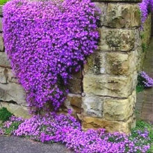Load image into Gallery viewer, 50 Aubrieta Cascade Purple Flower Seeds
